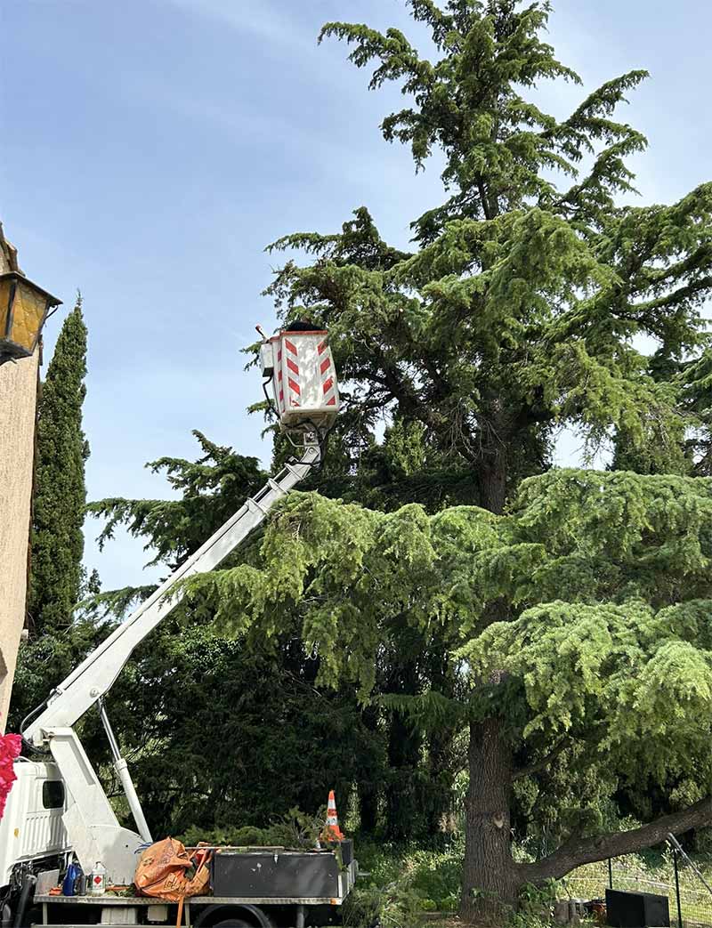 Entretien, élagage et abattage pour les jardins à Toulon